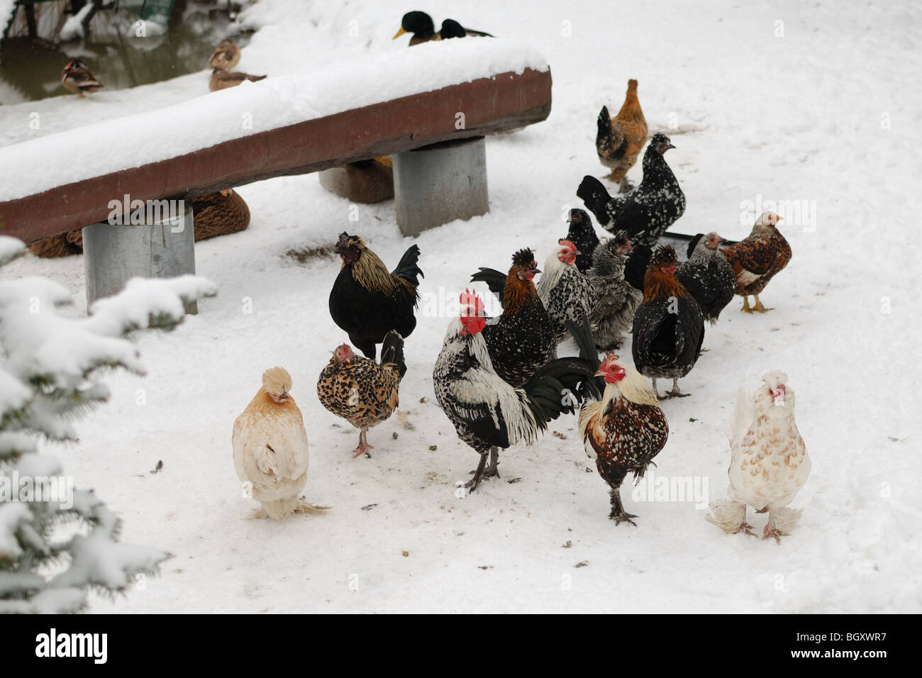 Huhn in natürlichen ökologischen Bedingungen im Winter Zucht Stockfoto