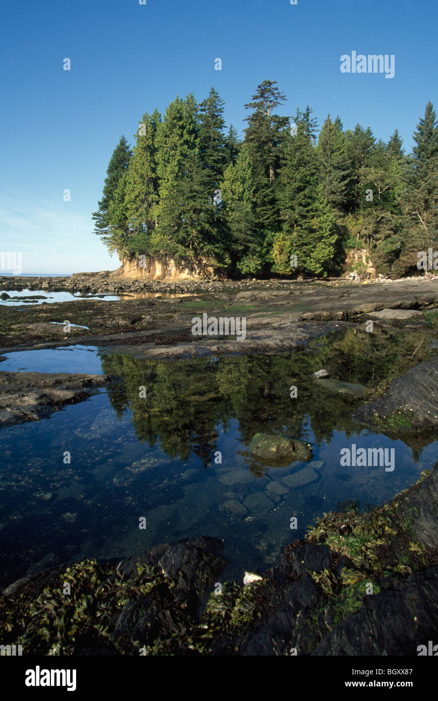 Wald am Ufer, Pacific Rim National Park, Vancouver Island, British Columbia, Kanada Stockfoto