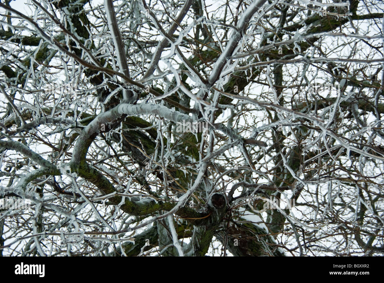 Äste in Eis und hängenden Eiszapfen nach einem Eissturm beschichtet. Stockfoto