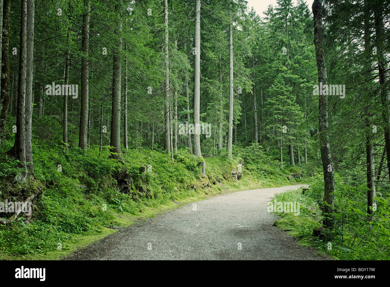 Wald weg weg weg in Bayern Deutschland Europa Stockfoto