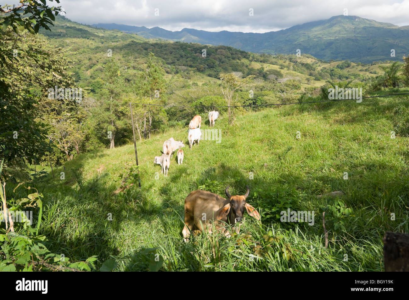 Weiden Veraguas Provinz in Panama Stockfoto