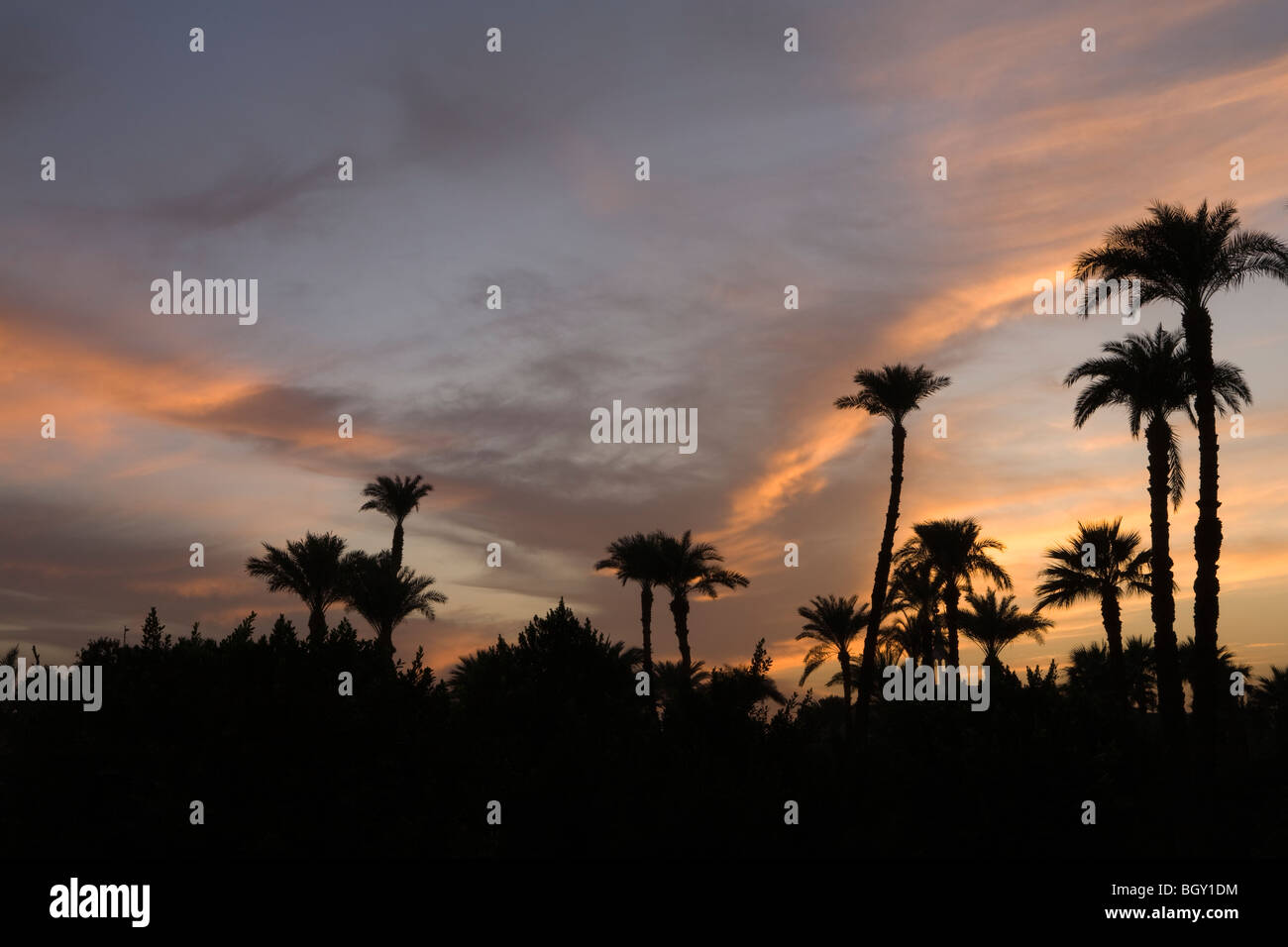 Sonnenuntergang Farben gesehen durch Palmen in Luxor, Ägypten Stockfoto