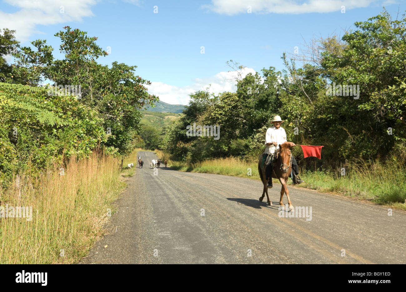 Provinz Veraguas Panama Mann führende Rinder Stockfoto