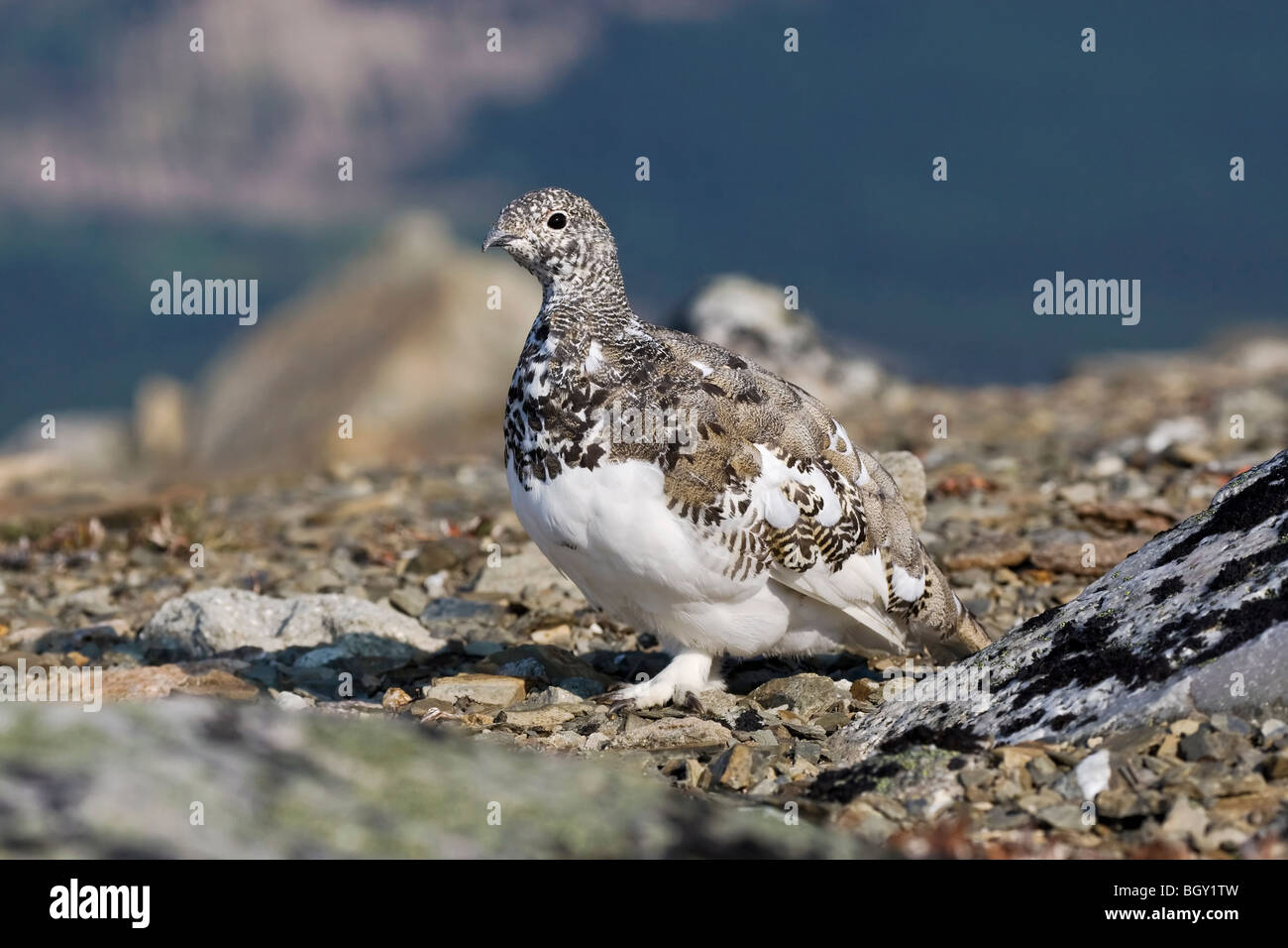 Ein Herbst-Saison White tailed Ptarmigan Mauser, es ist Winterkleid Stockfoto