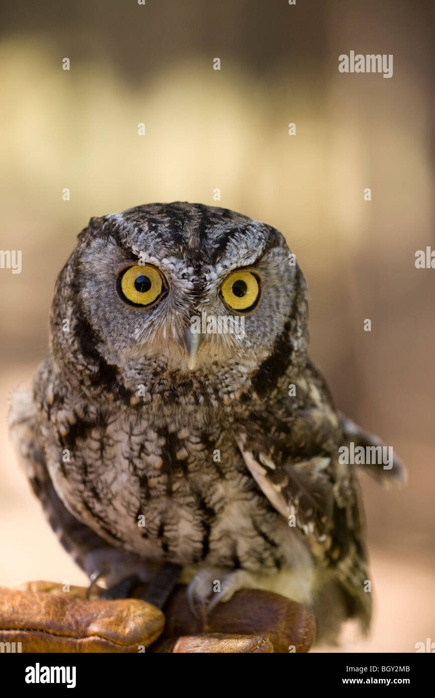 Rettungs-Kreischeule mit Handschuh Stockfoto