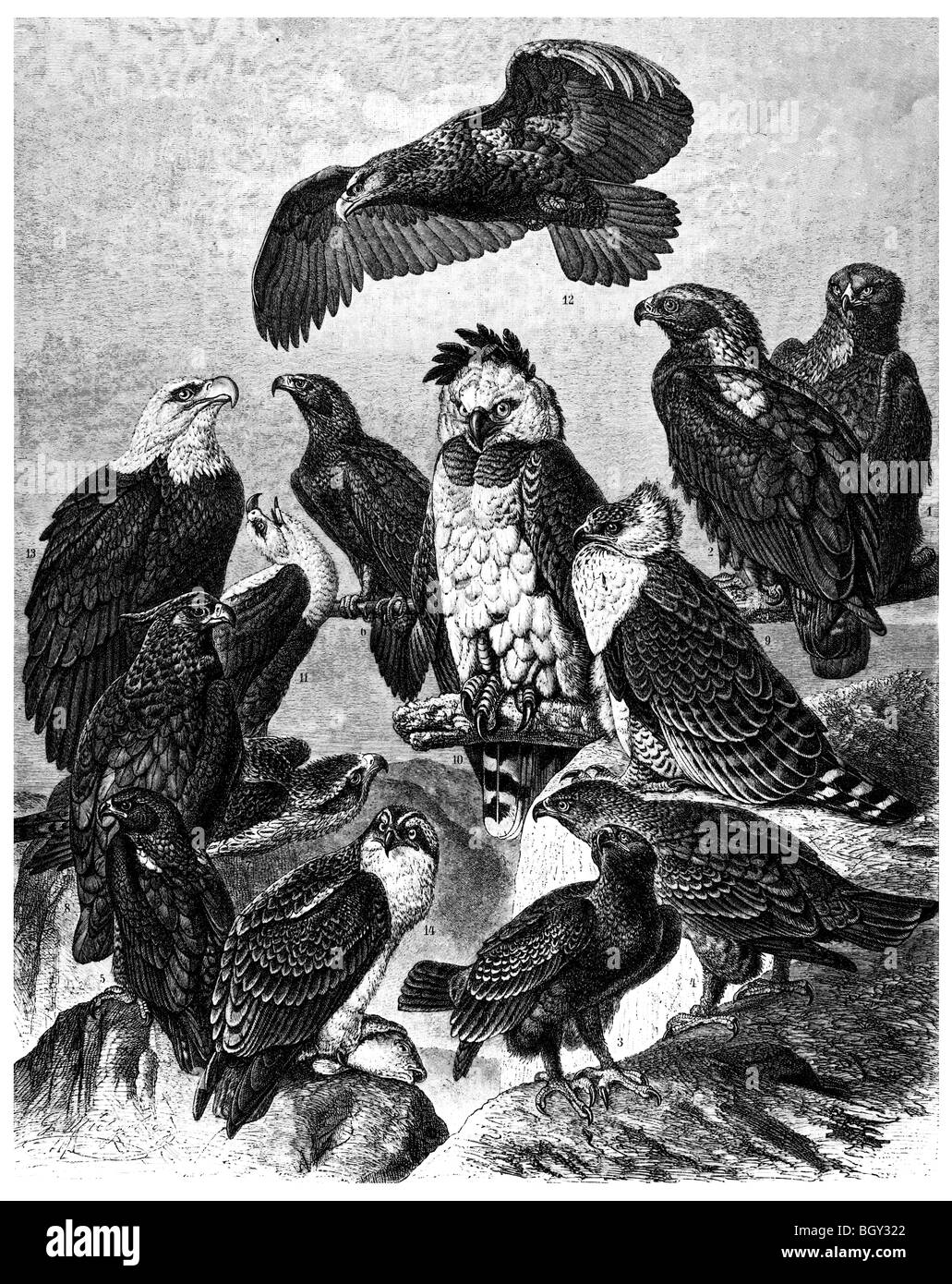 Adler-Greifvögel Stockfoto