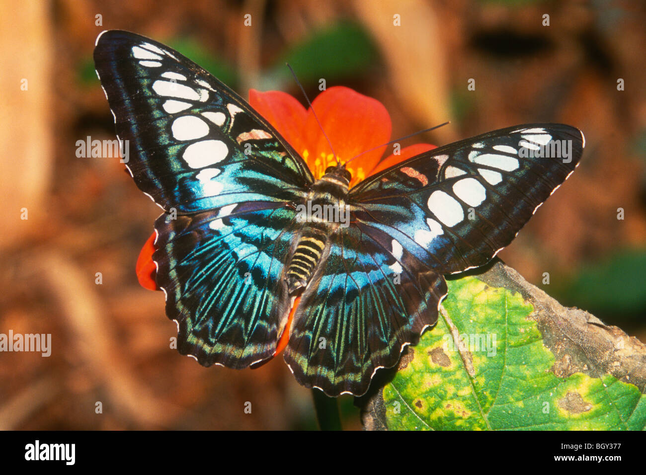 Malaysischen Blue Butterfly Clipper (Parthenos Sylvia) Native für Phillipines und Südost-Asien Stockfoto