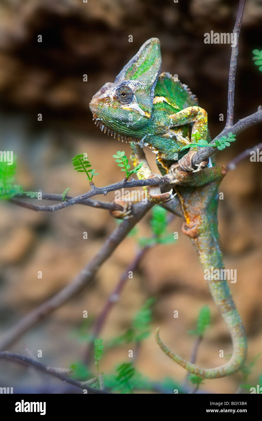 Verschleierte Chamäleon Chamaeleo Calyptratus chamoflage Stockfoto