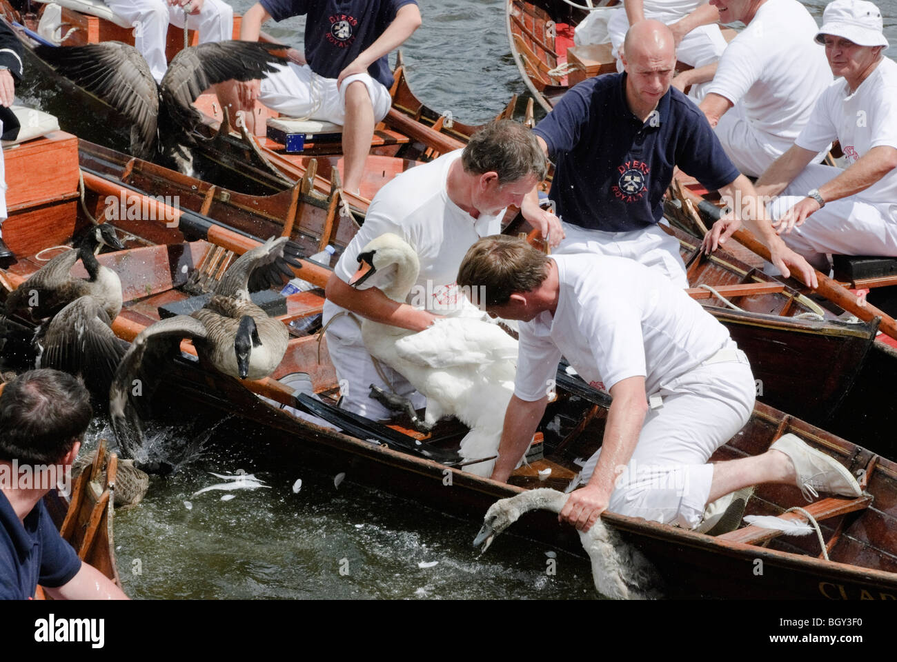 Die jährliche Swan Upping Zeremonie am Henley upon Thames. Stockfoto