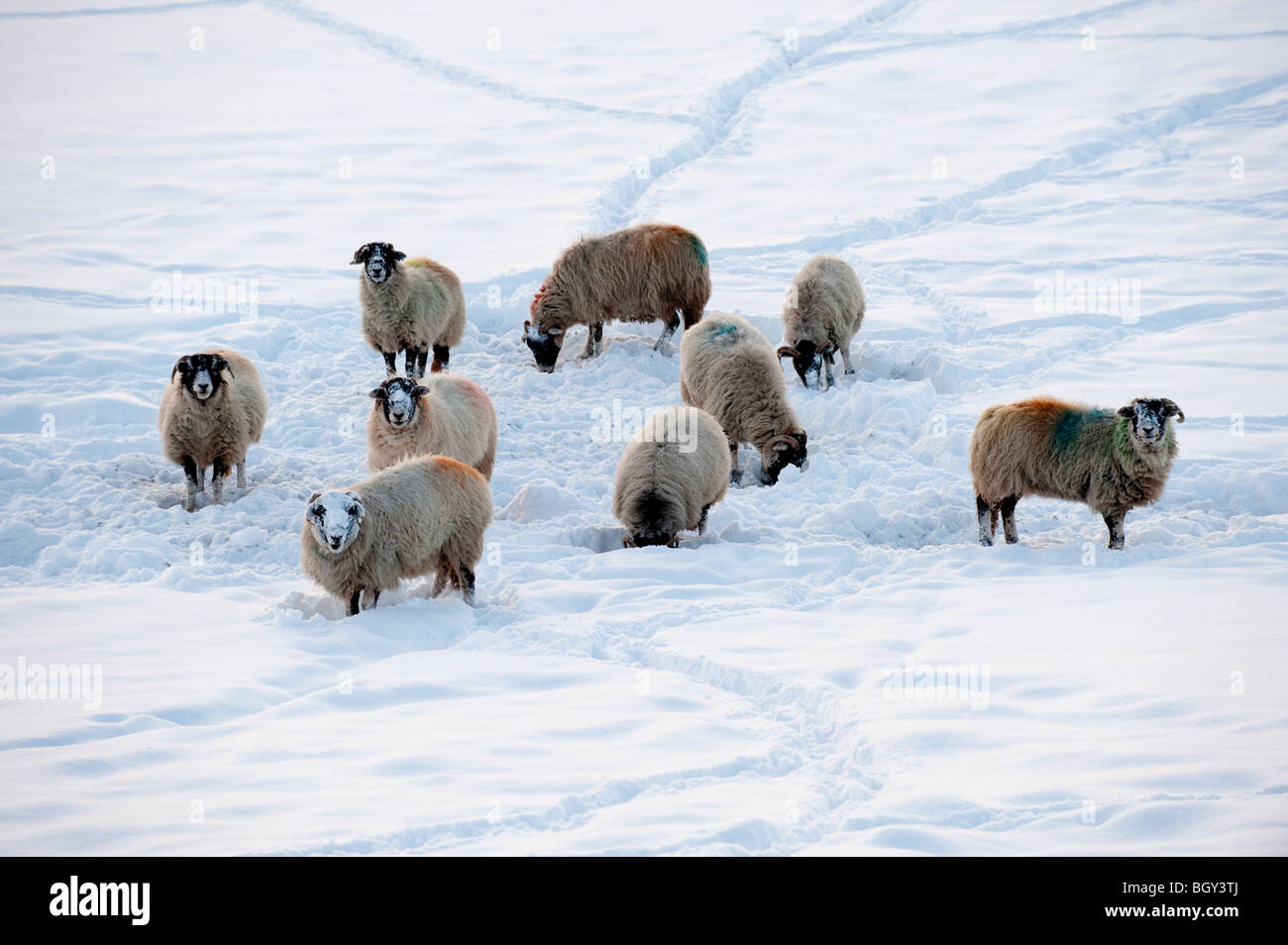 Schafherde im Schnee an einem Winterabend Swaledale Stockfoto