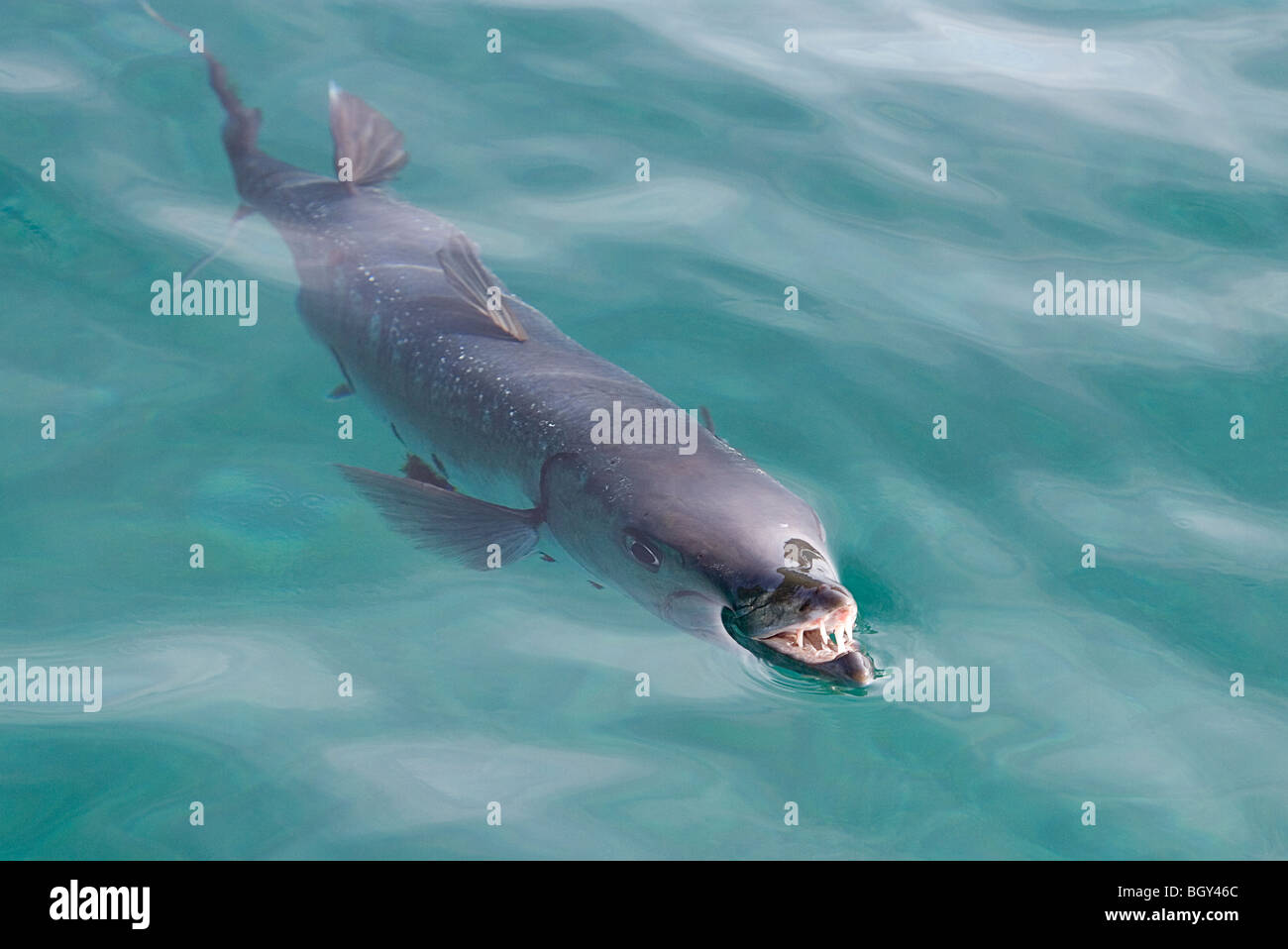 Ein großer Barracuda zeigt seine Zähne, während es sich etwas an der Oberfläche in der Karibik schnappt. Dieser war ungefähr 4 Fuß lang. Stockfoto