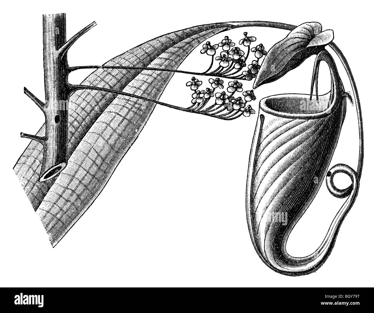 Nepenthes Bicalcarata, Ameisen Stockfoto