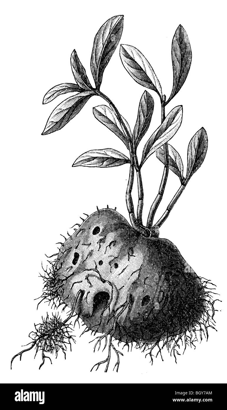 Hydnophytum Formicarum, Ameisen Stockfoto