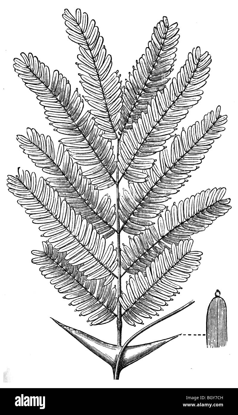 Acacia Sphaerocephala, Ameisen Stockfoto