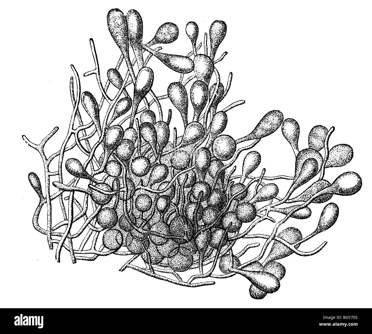 Kohlrabi-kleine Haufen der gezogenen Ameisen, Ameise Stockfoto