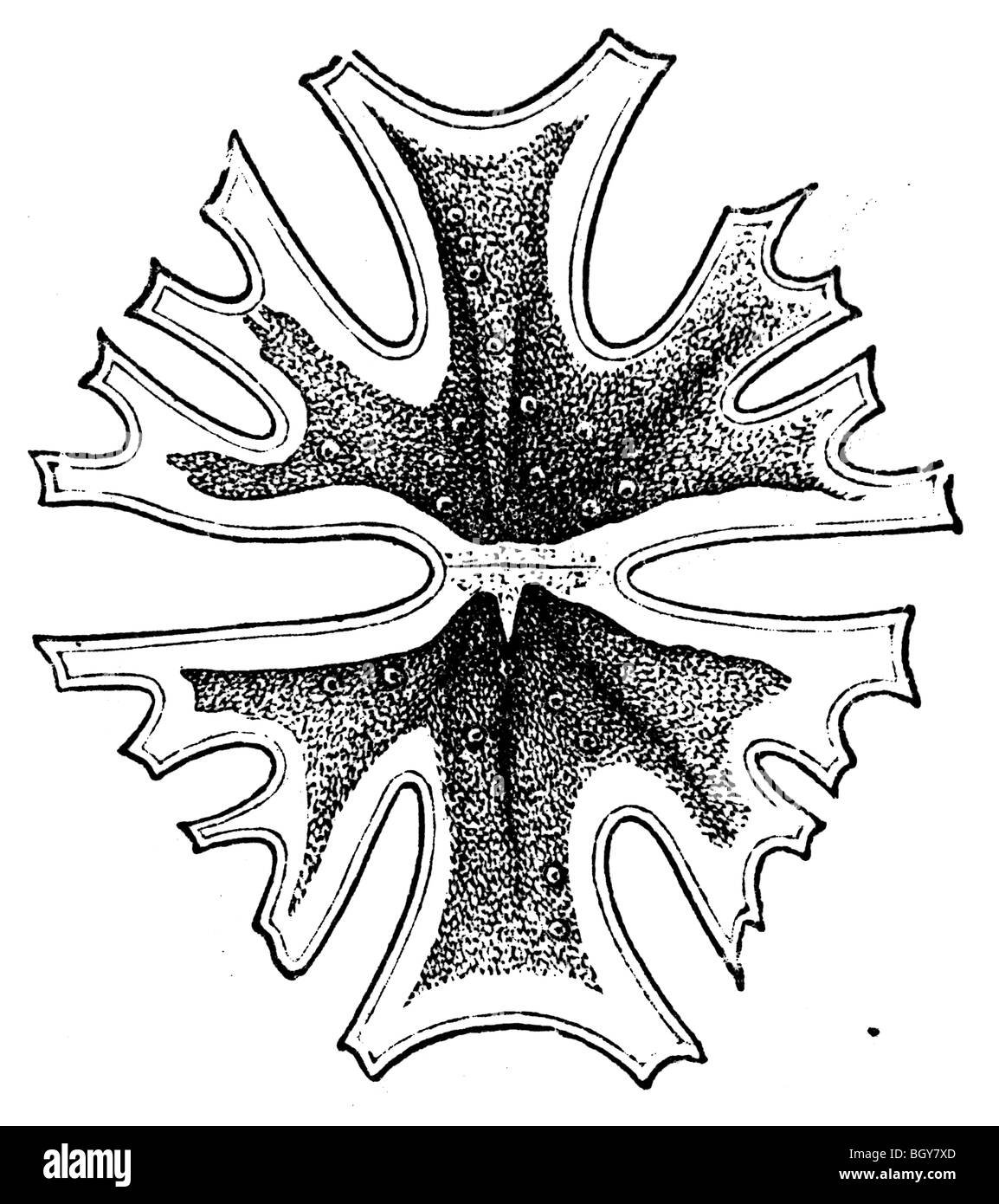 Euastrum Kern Melitensis, Alge Stockfoto