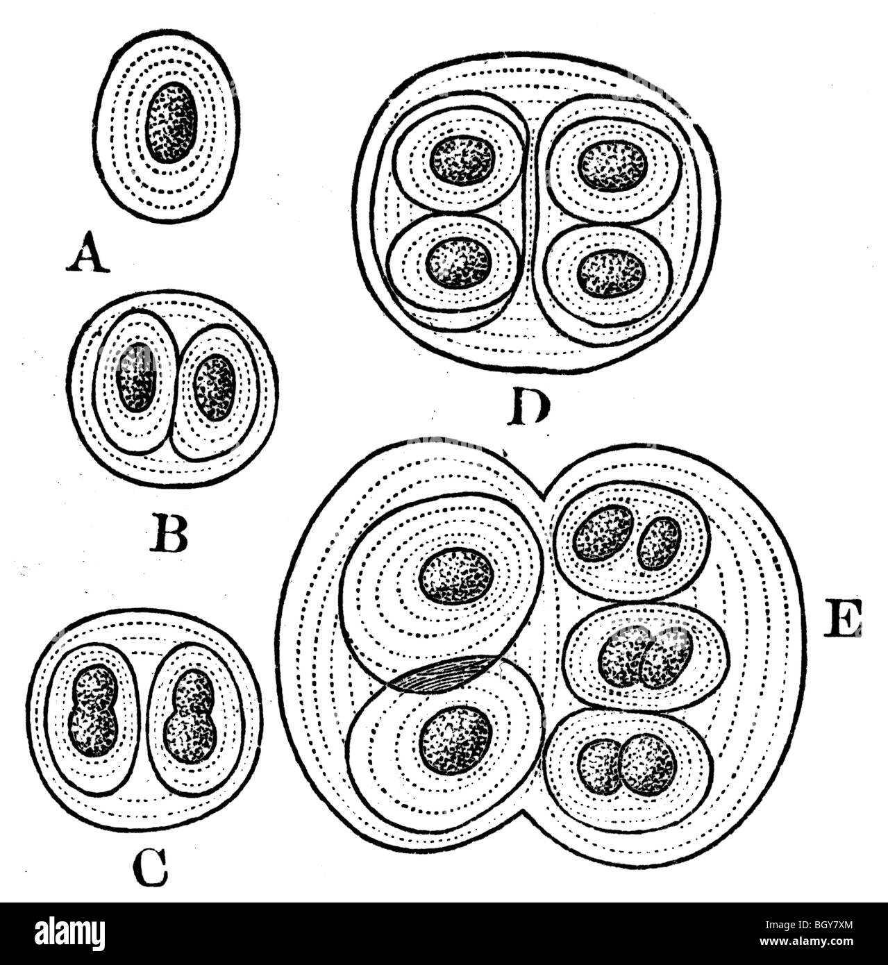 Gloeocapsa, Alge Stockfoto