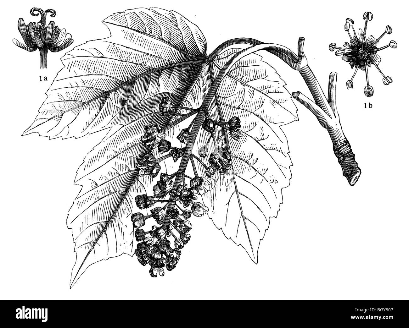 Blühender Zweig Bergahorn Stockfoto
