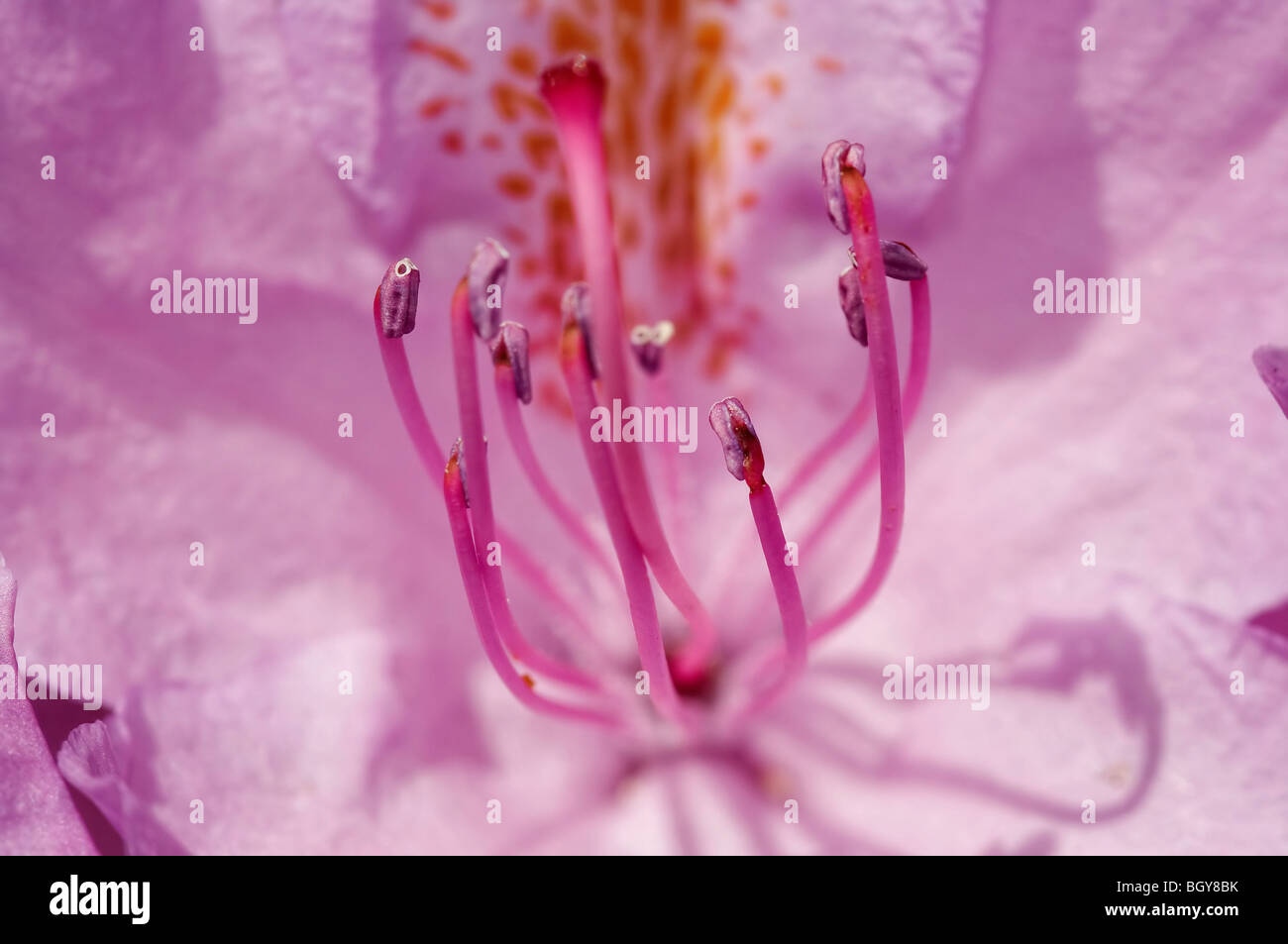 Blüte der Rose-Bucht Stockfoto
