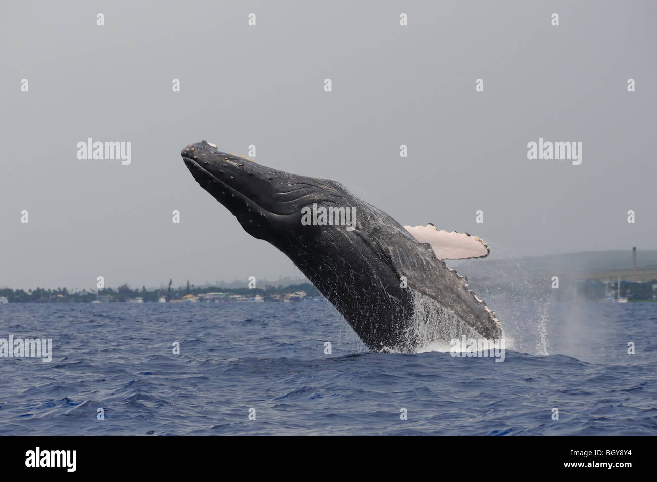 Buckelwal Verletzung mit Lahaina im Hintergrund. Stockfoto