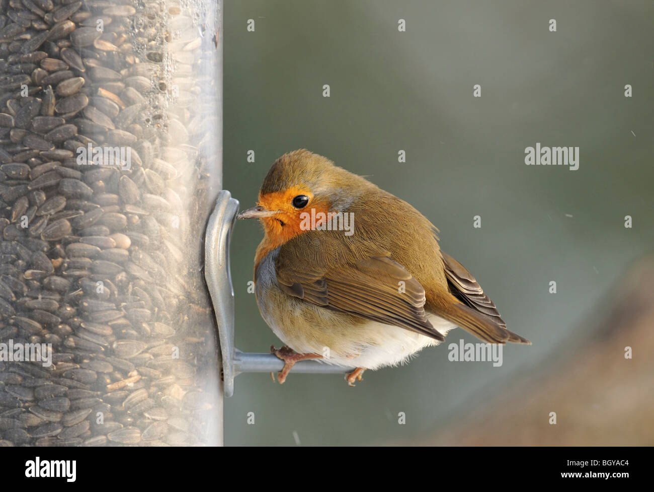 Eurasischen Robin Winter am Futterhäuschen Saatgut - Erithacus rubecula Stockfoto