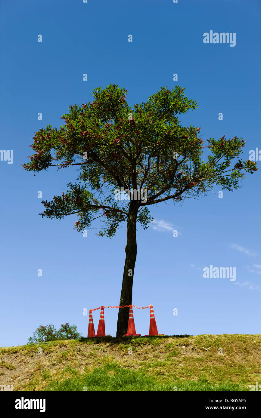 Einsamer Baum im Feld umgeben mit Leitkegel Stockfoto
