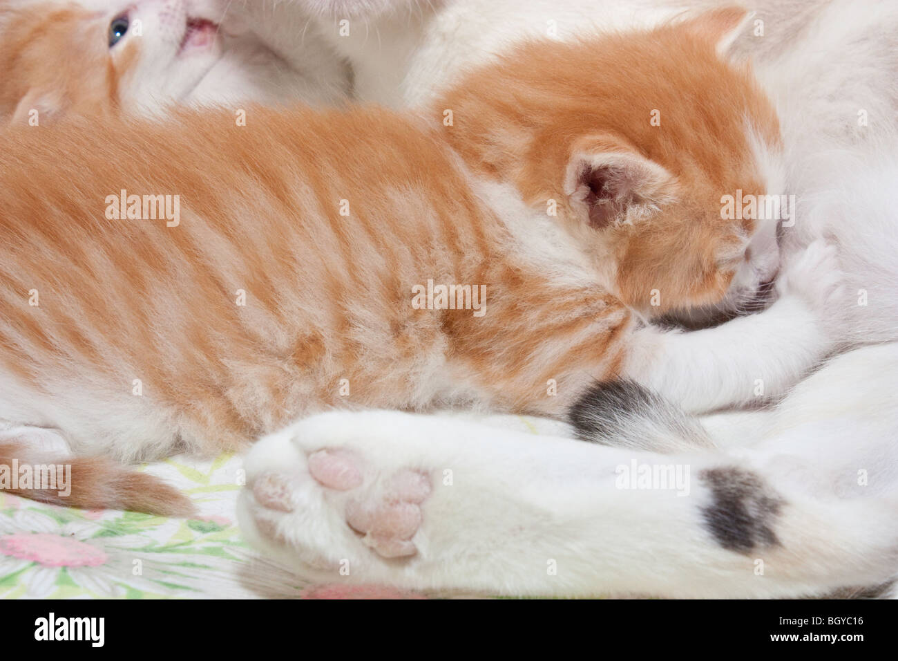 Krankenpflege in ihrer Wurfkiste Kitten Stockfoto