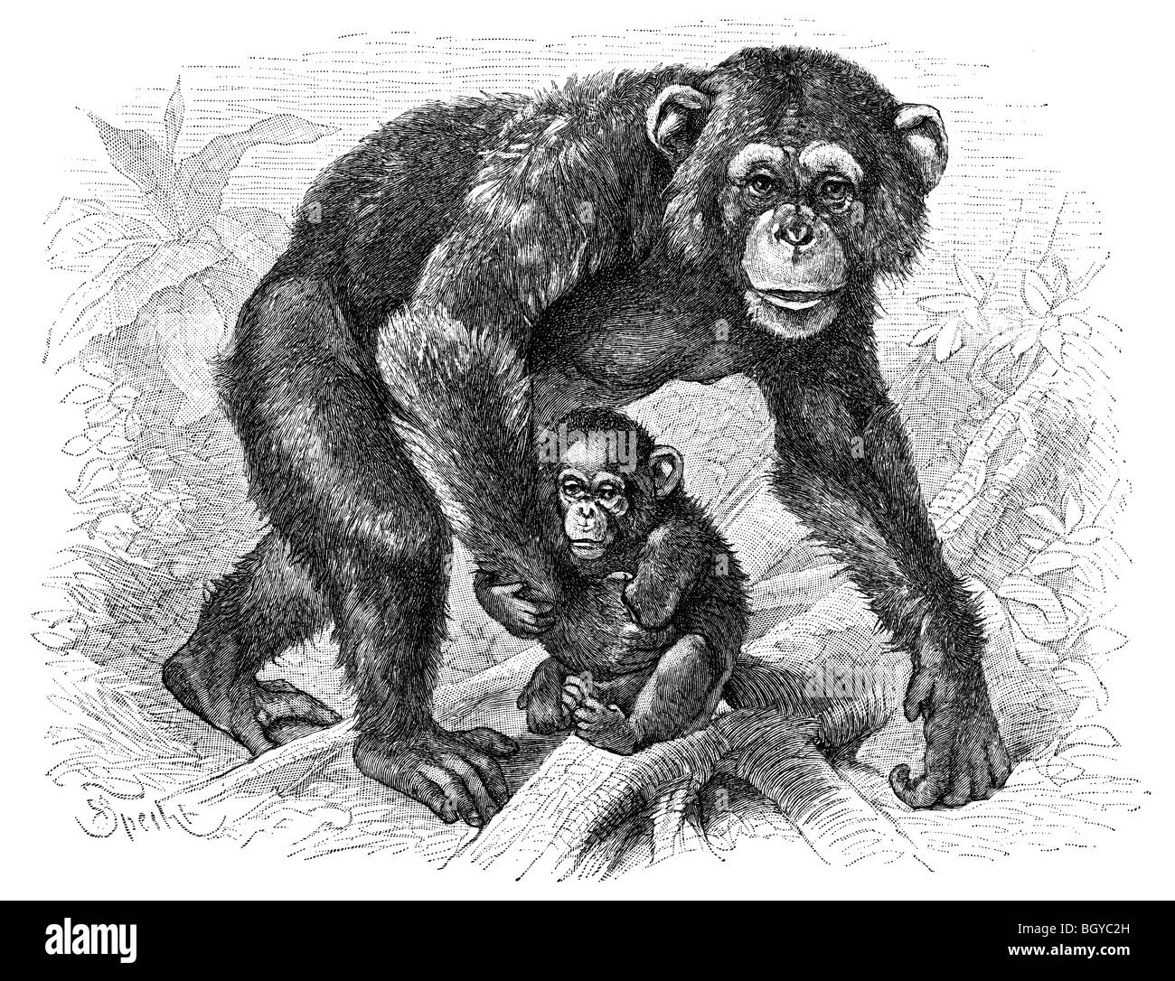 zwei Schimpansen Stockfoto