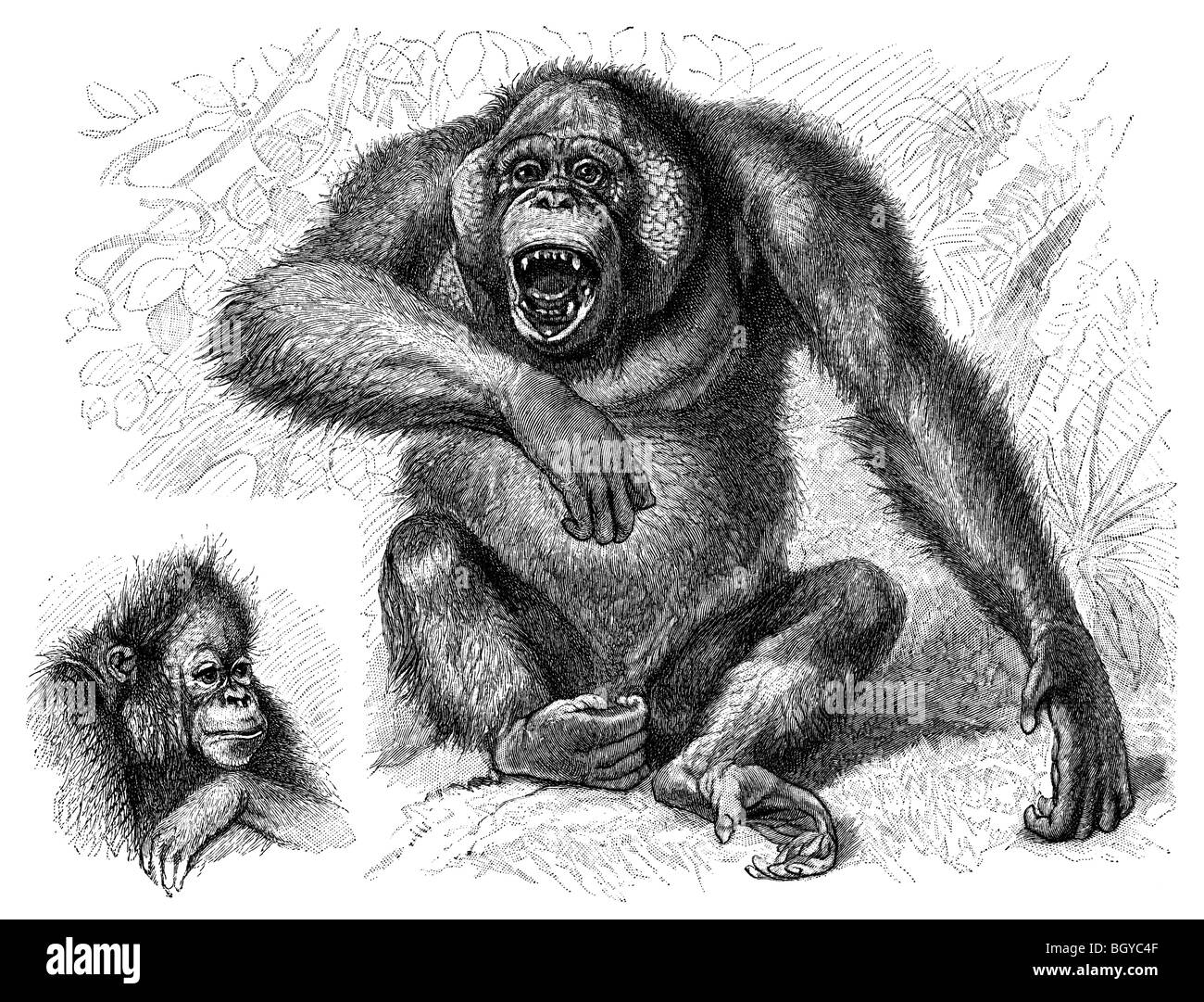 Ob Orang-Utan Stockfoto