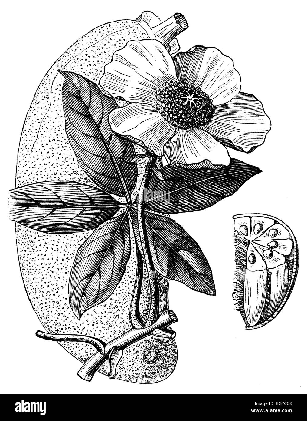 Baobab, Affenbrotbäume digitata Stockfoto