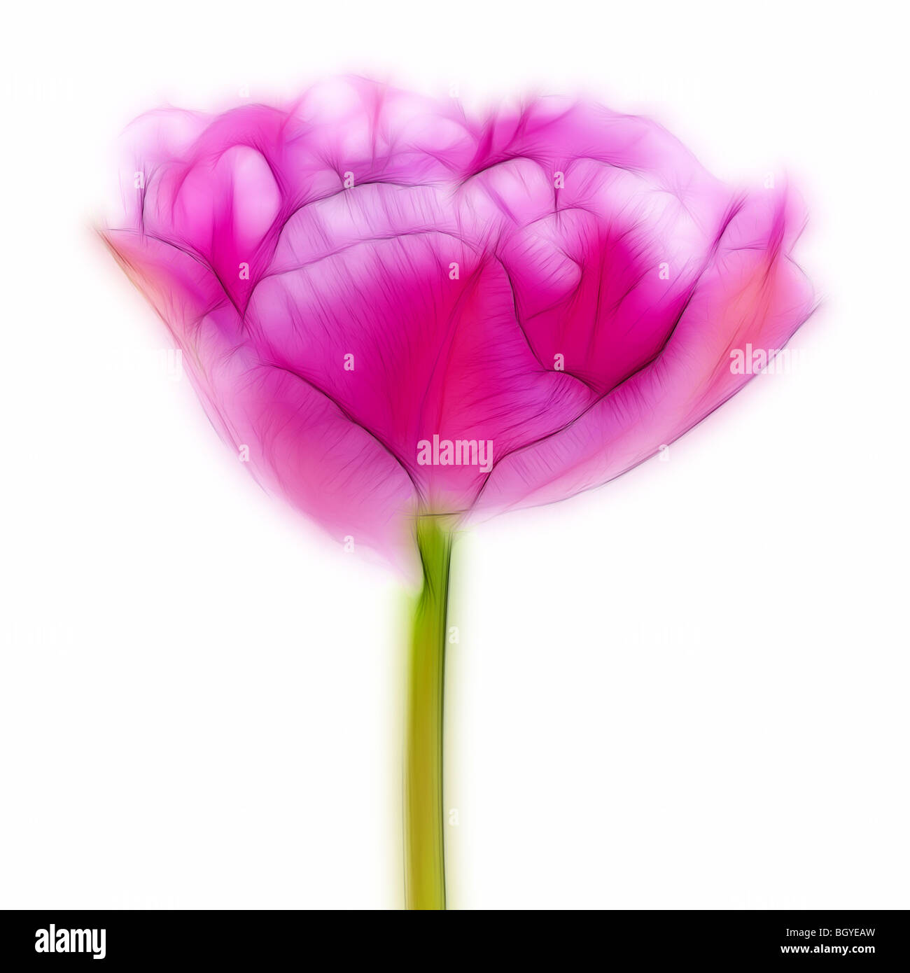 Foto: eine Nahaufnahme einer einzigen rosa Tulpe in voller Blüte Stockfoto