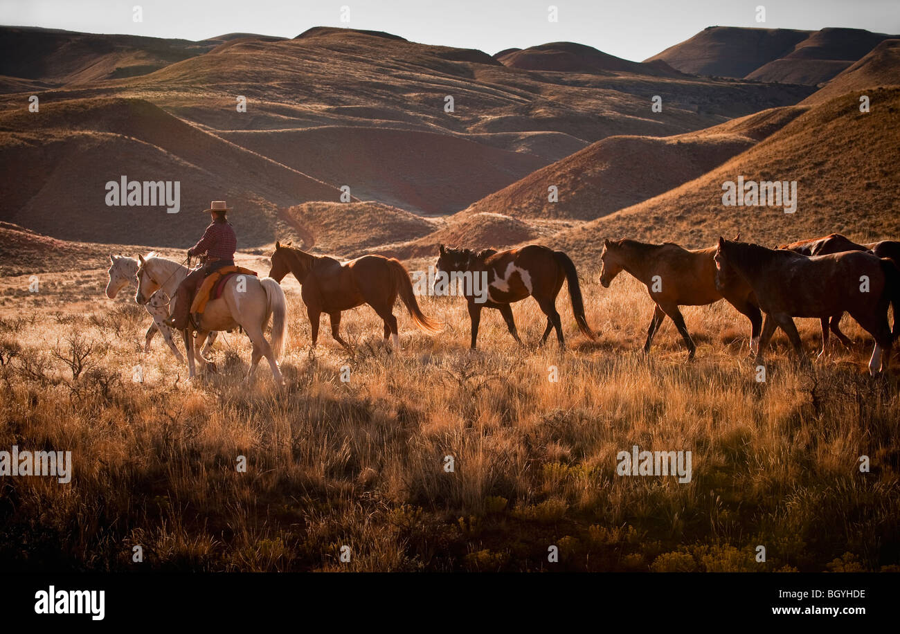 Cowboy Hüte Pferde Stockfoto