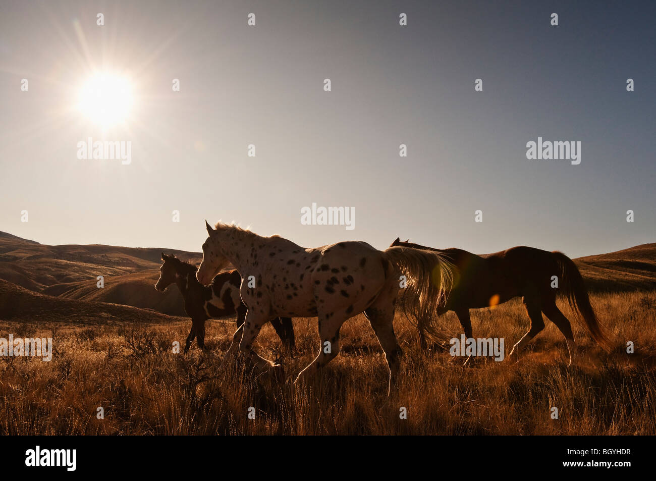 Wilde Pferde Stockfoto