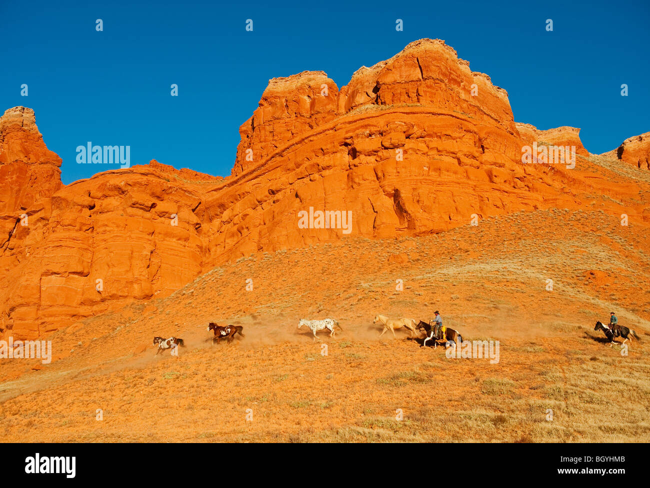 Cowboys herding Wildpferde Stockfoto