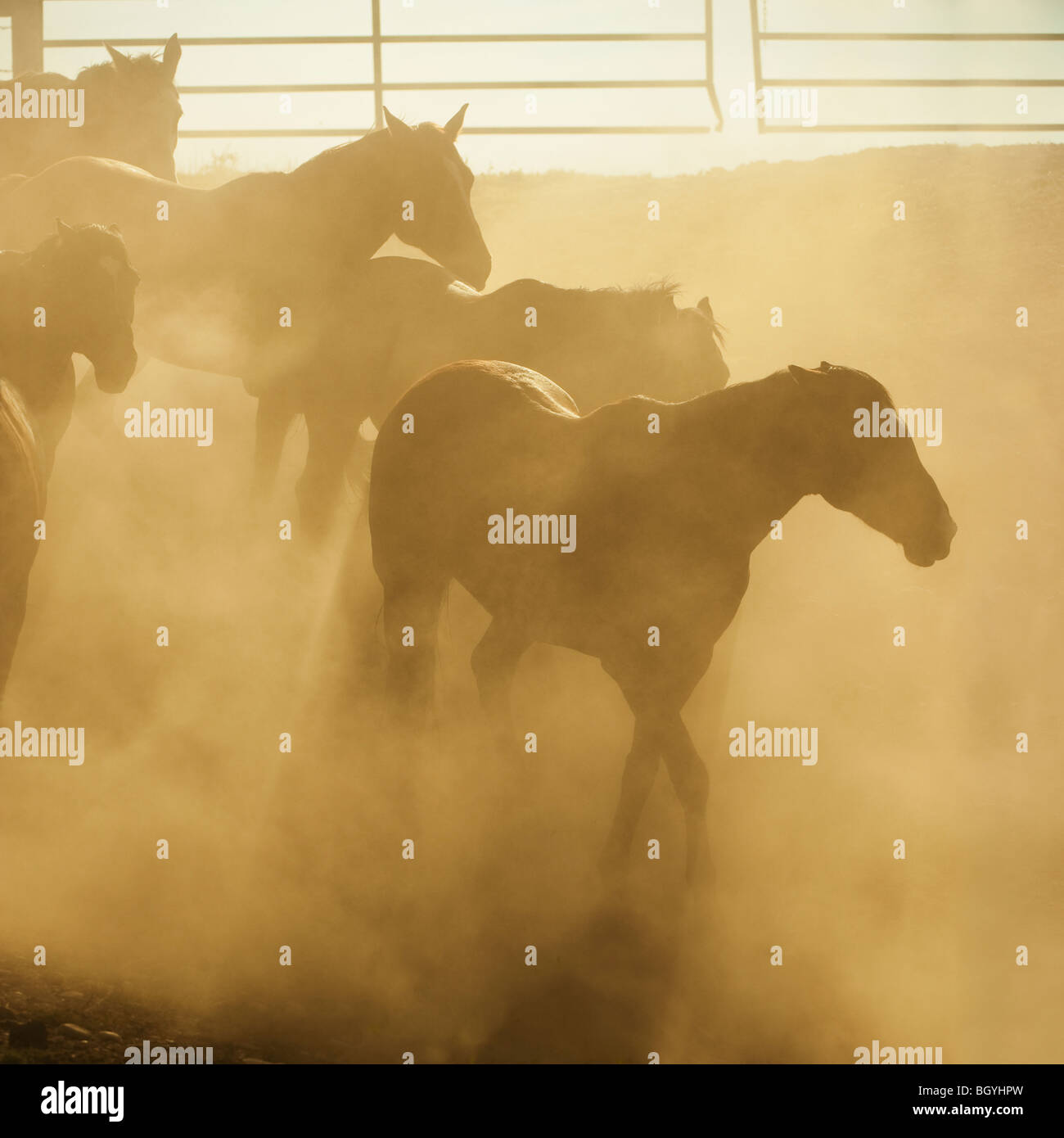 Pferde in der Koppel Stockfoto
