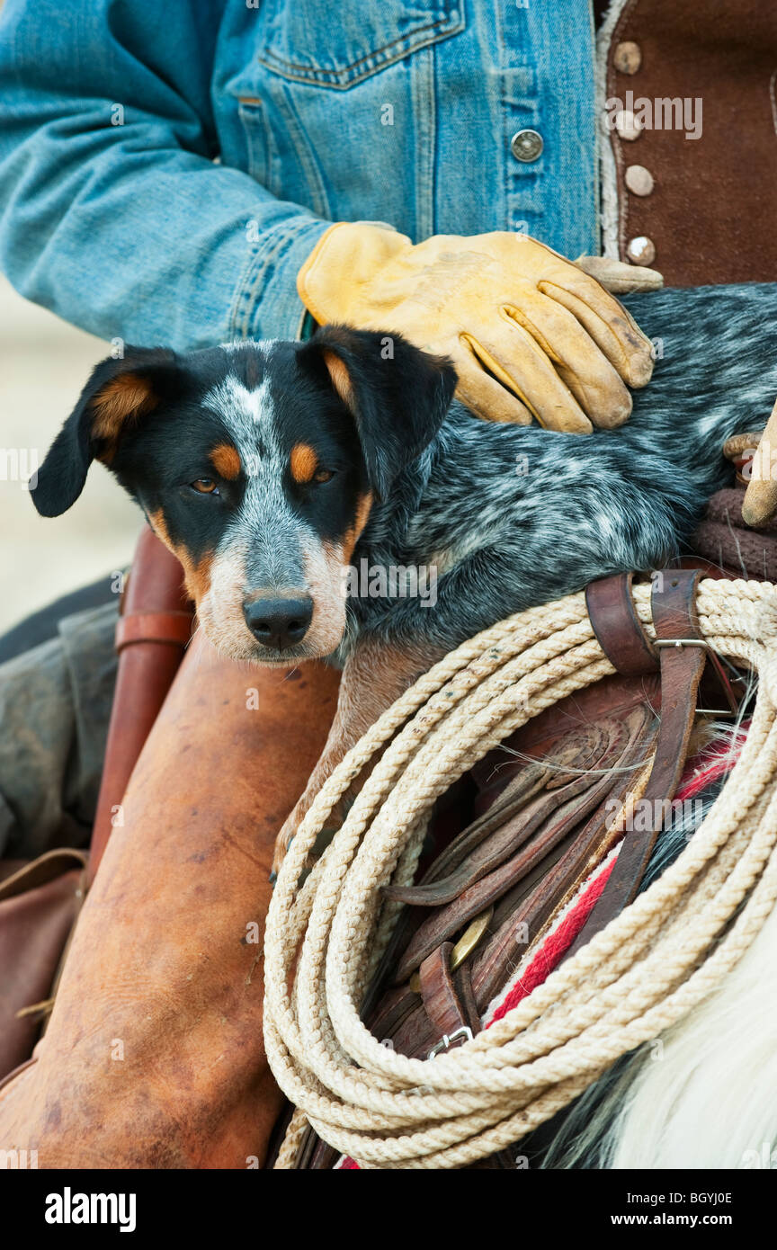 Cowboy und Hund auf Pferd Stockfoto
