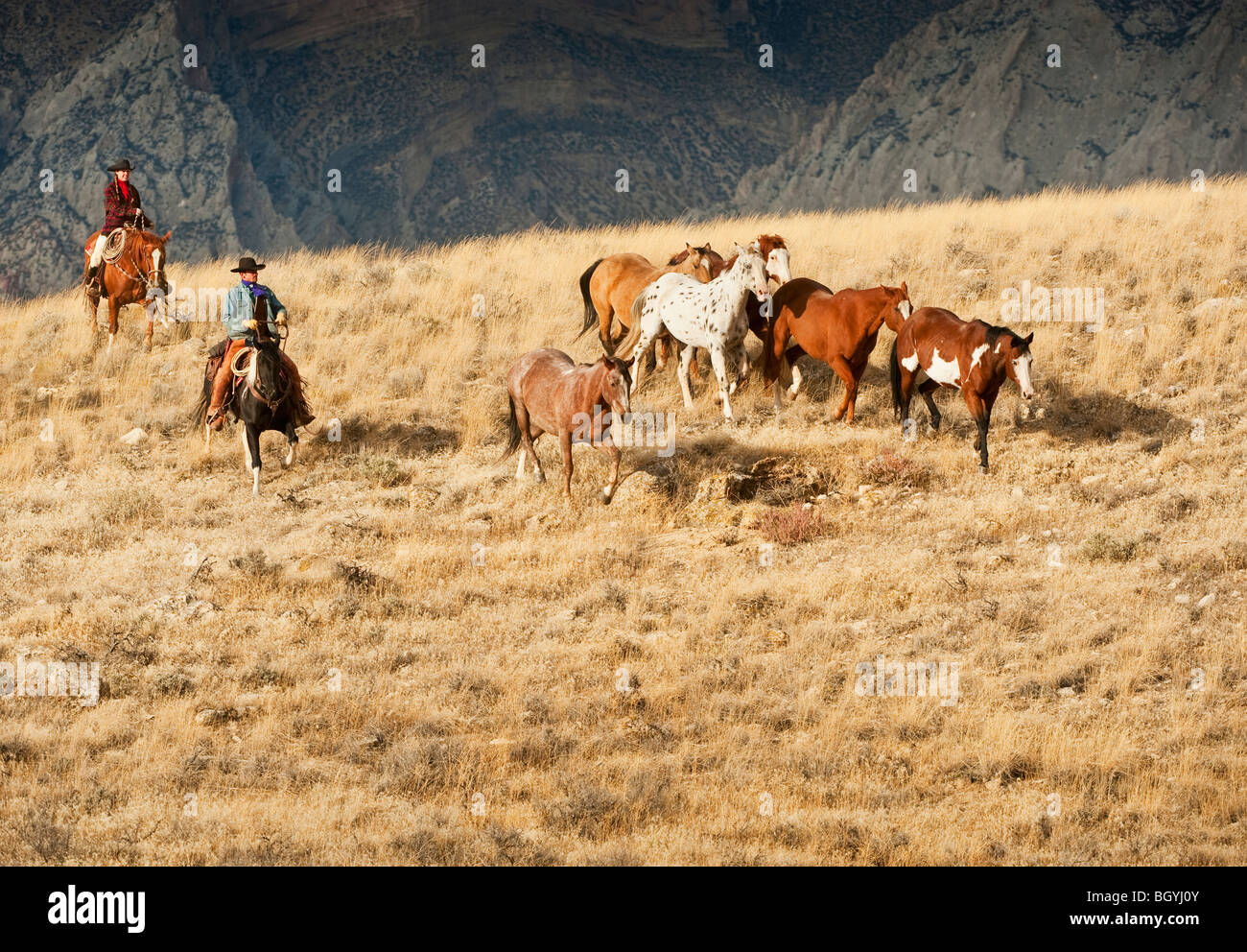 Cowboys herding Wildpferde Stockfoto