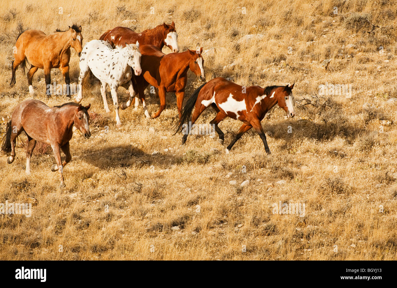 Wilde Pferde Stockfoto