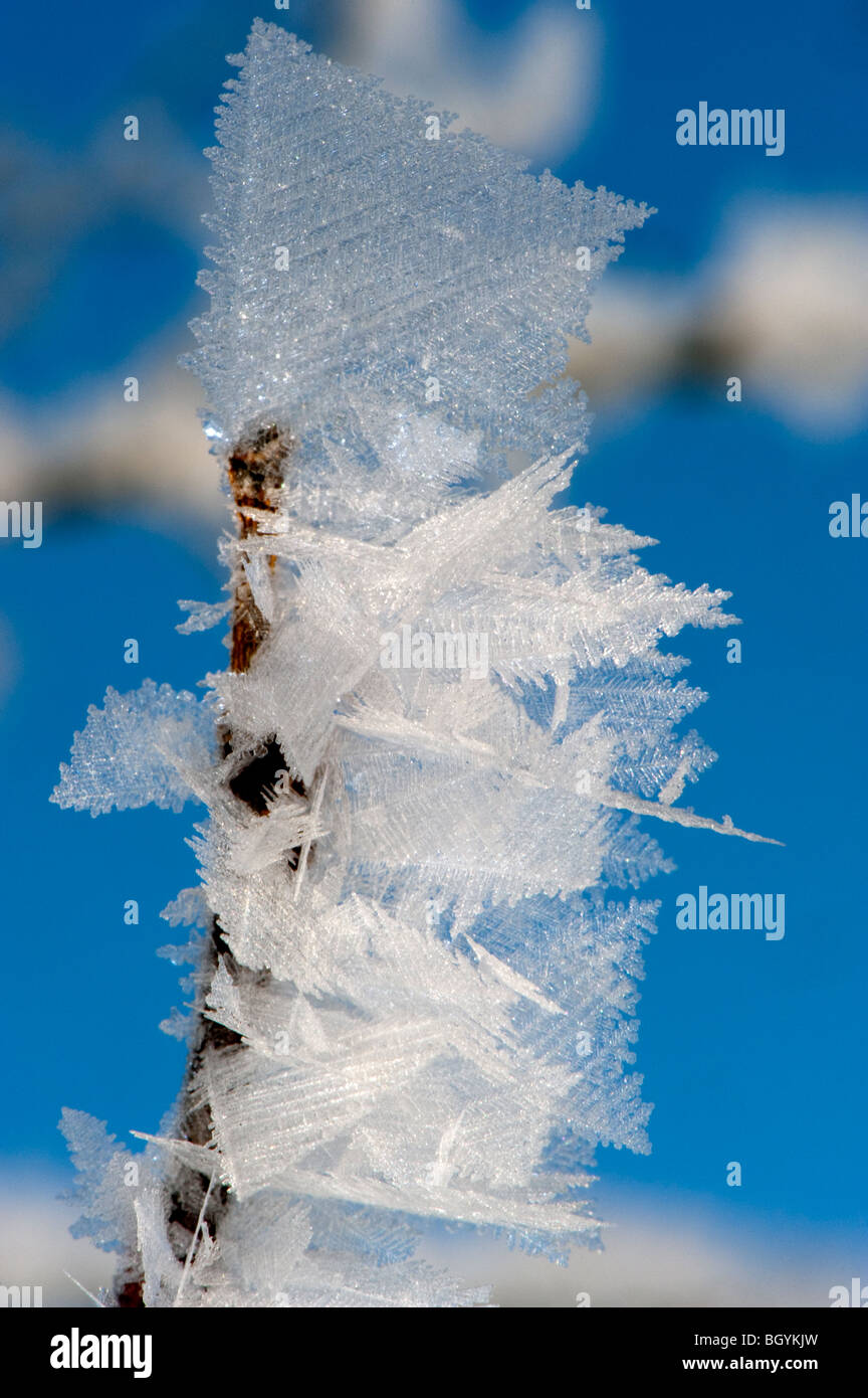 Nahaufnahme der Eiskristalle bilden auf Äste im winter Stockfoto