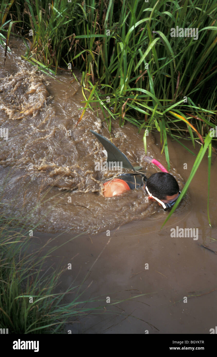 Bog Schnorcheln Weltmeisterschaften Llanwrtyd Wells Wales Großbritannien Stockfoto