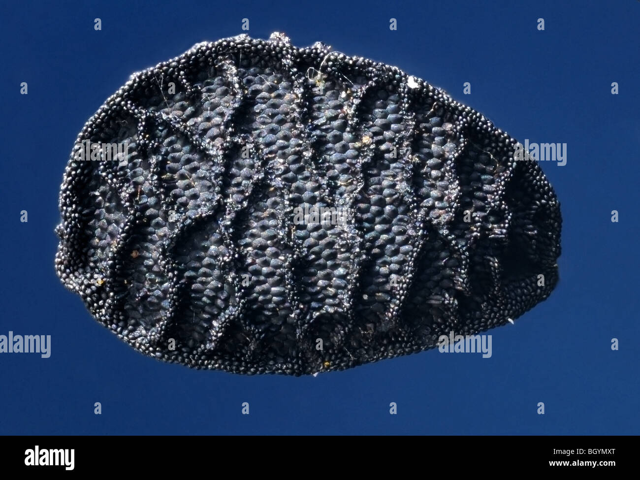 Einem einzigen Nigella Samen (Love-in-a-mist) in Extreme Nahaufnahme Stockfoto