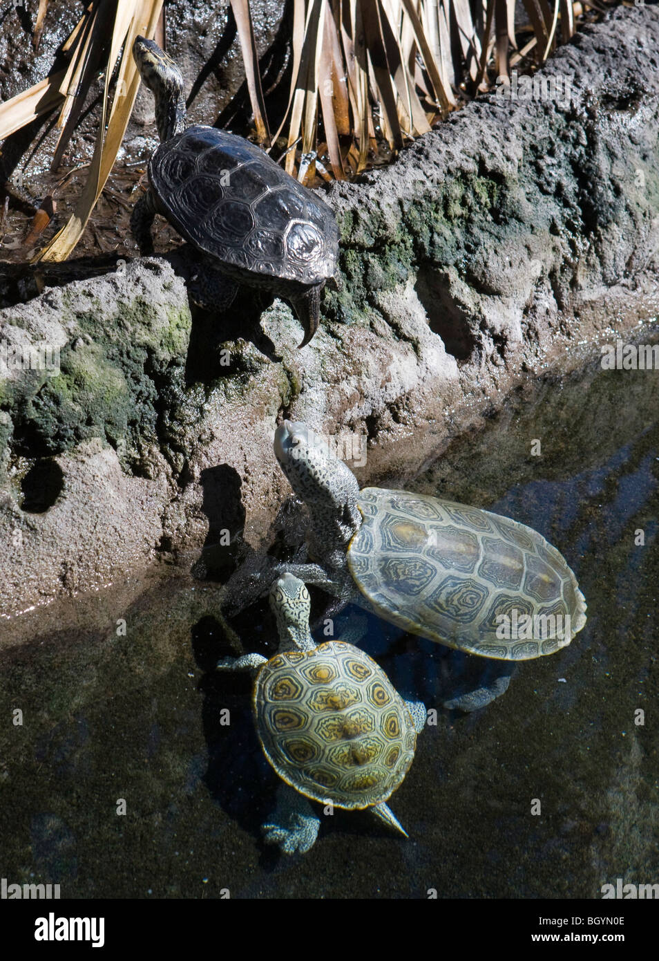 Zwei Diamondback Sumpfschildkröten (Malaclemys Terrapin) in South Carolina Aquarium, Charleston, South Carolina Stockfoto