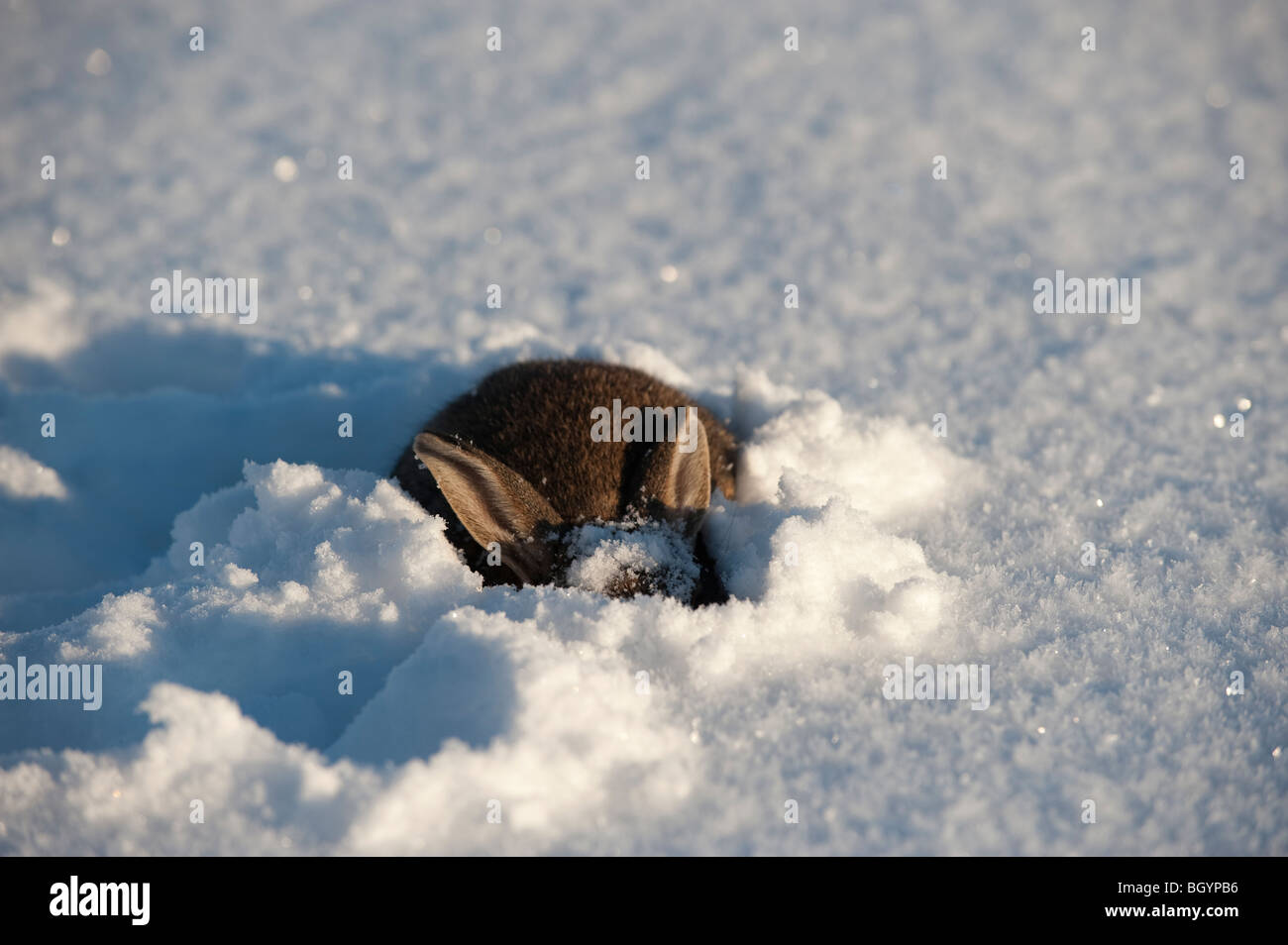 Kaninchen im Schnee versteckt. Stockfoto