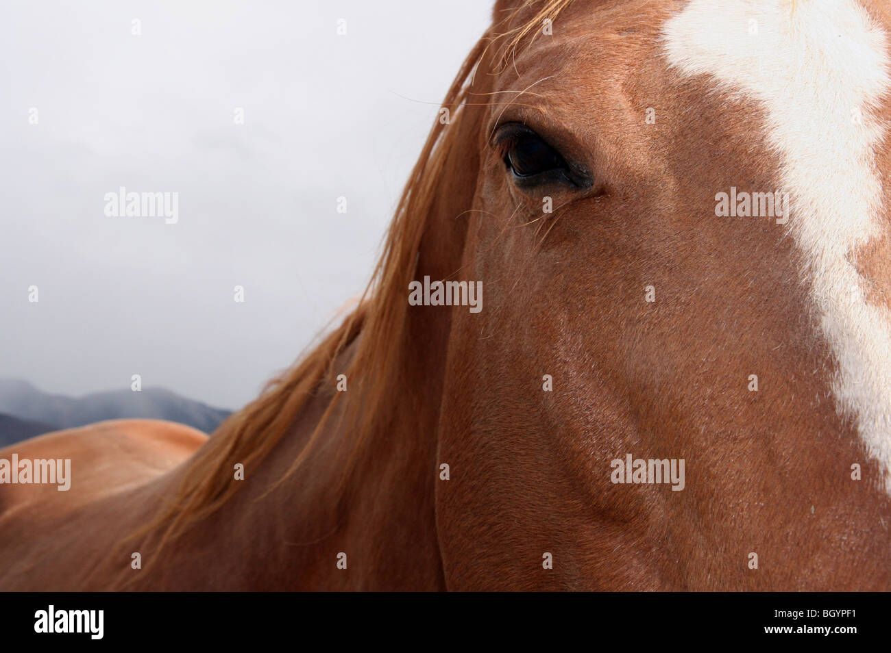 Quarter Horse-Colorado Stockfoto