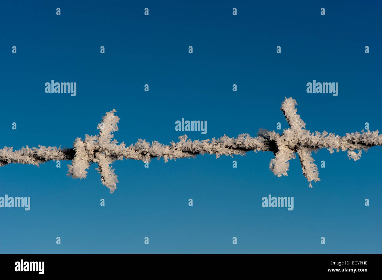 Eis bildet auf Stacheldraht Stockfoto