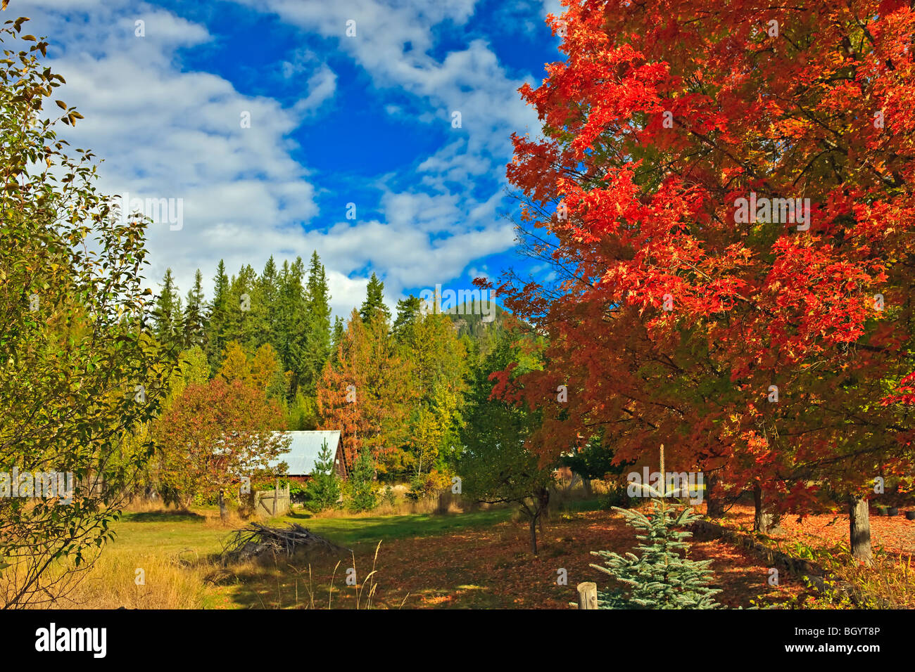 Farben des Herbstes in Crawford Bay, Central Kootenay, Britisch-Kolumbien, Kanada. Stockfoto
