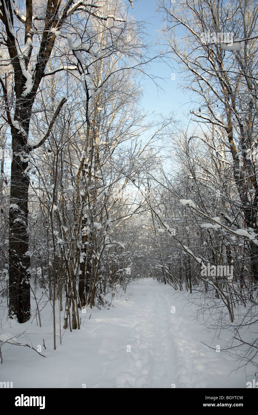 Lane im Winterwald an sonnigen Tagen, vertikale Zusammensetzung Stockfoto