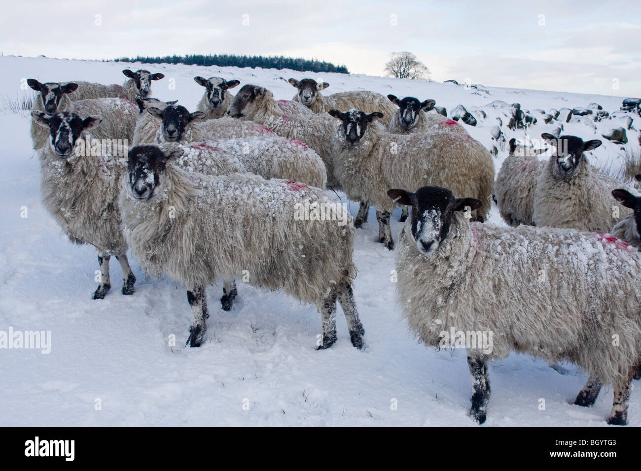 Schafe unter winterlichen Bedingungen in der Nähe von Top Withens, Haworth Stockfoto