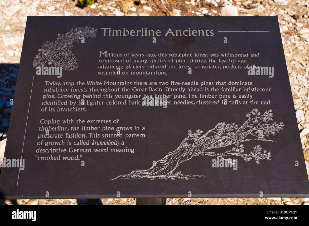 Interpretierende Zeichen bei der Patriarch Grove, Ancient Bristlecone Pine Forest, Inyo National Forest, White Mountains, Kalifornien Stockfoto