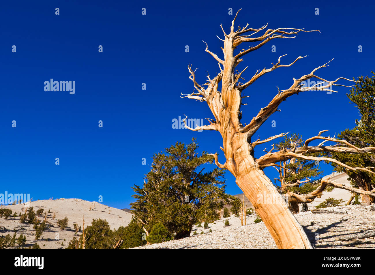 Alten Bristlecone Kiefern (Pinus Longaeva) in der Patriarch Grove, Ancient Bristlecone Pine Forest, White Mountains, Kalifornien Stockfoto